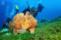 Giant Frogfish swimming with diver