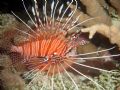 Lion Fish from Similan, Thailand