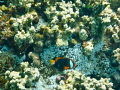 Anemone fish hanging out around his home.