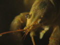 Crayfish in Michigan river