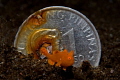 Juvenile painted frogfish in front of a Philippines 1 peso coin