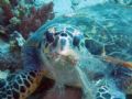 Here's Tommy... Red Sea shot of Tommy chomping on the Coral