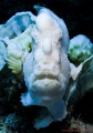 White giant Frogfish (Antennarus commerson) on bleached coral waiting for it's prey.