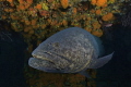 Goliath Grouper shot in West Palm Beach, Florida