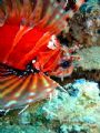 Common lionfish shying away from the camera. Beautiful display of fins taken at Tioman.