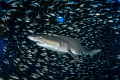 'Center of the Universe' - A sand tiger shark is surrounded by bait fish inside of the wreck of the Aeolus off the coast of North Carolina