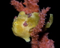 painted frogfish - dauin, philippines