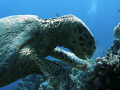 This creature was totally comfortable with my close positioning for the shot, but I felt the strobe may upset it at this close range, so switched it off before shooting. My buddy is in the background having just spotted a second turtle.