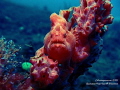 The Guardian Frog Fish Photo shoot!
Date: 6th Sept 2016
Title: The Guardian Frog Fish
Location: Batu Belah, Tulamben, Bali
Camera: Olympus TG 820 & PT-052
Diaopter: Subsee +5, Dive Torch 800