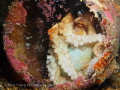 An octopi found in a bottle. Shot in Lembeh, Indonesia in July 2016.