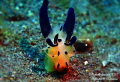 Pikachu Thecacera - super small sized, less than 5mm, posing naturally into the Camera on the Sept 9 2016 at Segara Point, Tulamben, Bali. Picture taken with Olympus TG 820, Olympus PT052 Housing, ISO 500, 25mm, f/5.9, 1/125, Dive Torch 800Lumens.
