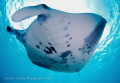 Reef manta at the cleaning station. Taken at Baa Atoll, Maldives