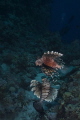 Lionfish (Pterois miles) swimming suspended at midwater.