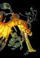 Leafy Sea Dragon (Fetzendrachenfisch) , Australia - South Australia - Kangaroo Island