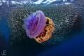 Jellyfish and Sardines
