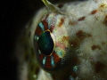 EYE OF BLENNY