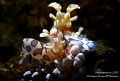 The Loving Hymenocera Picta - The pair of Harlequin Shrimps making their home nearby the magnificent Liberty Wreck at Tulamben, Bali