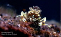 Gnathophyllum americanum - A hungry Bumble Bee Shrimp chewing on vegetables...