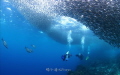 A group of divers dive into the school of sardins in Panlao island, Bbhol Philippines . Create a fiction like image .  Let'd call it dive into a center of storm