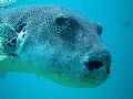 a very curious porcupine fish, i wasn't able to shoot apicture of the whole fish as it came so close checking out my camera.
sony cybershot indonesia sangalaki