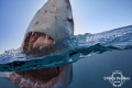 Curiosity

This young white shark was incredibly curious about my camera in the water. Every pass it made it came up and gaped in front of it, trying to grab it in it's mouth to figure out what my camera was.