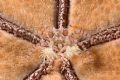 Boxer crab on Sea Star. Mabul Island, Borneo. Was searching for boxer crabs in secret dive site on Mabul. I flipped over a sea star and there was this boxer crab sitting perfectly in the middle of the star.