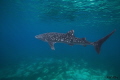 Solo Whaleshark- sighted in Oslob, Cebu, Philippines