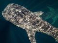 Whale sharks gliding past each other in West Papua.