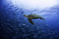 Green turtle swimming with a school of jacks