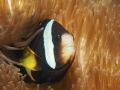 Anemonefish