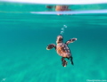 A loggerhead Sea turtle makes his or her way out to sea!