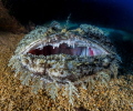 While diving at the Anna Bianca wreck, in Giannutry island marine reservoir I met this large Angler Fish which displayd his amazing mouth... no escape for it's preys