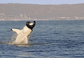 A great white takes a panicked seal in False Bay, South Africa.