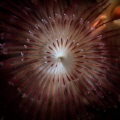 A different take on one of the million Christmas Tree worms on Bonaire. Shot with an Olympus EPL2 and a 60 mm macro lens.