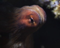 The octopus was trying it's best to go unnoticed in a wall face of Pescador Island, Moal Boal. I wanted to capture the eye of the octopus peering out at me, and thinking 