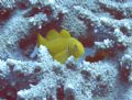 lemon coral goby