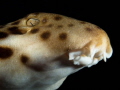 This epaulette shark was photographed in a remote area of Raja Ampat in West Papua, Indonesia.  This shark was found swimming in the shallows at night in a bay used as a nursery for epaulette sharks and black tip reef sharks.