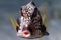 I was diving on Buddy'S Reef in Bonaire shooting with my Canon 5D MK II and Canon 1:28L IS ISM 100mm macro lens. This tiny Trunkfish was swimming around me, lips puckered as if ready to give me a kiss.