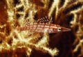 Longnose Hawkfish (Langnasenbüschelbarsch) , Sinai , Sharm El Sheikh