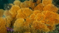 Yellow sea fan
