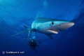Blue shark in Azores