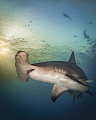 'Portrait of a Hammerhead at Sunset' - A great hammerhead shark at dusk at Tiger Beach, Bahamas