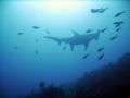 Great Hammerhead cruising above.