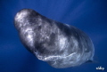 a young spermwhale very inquisitive and playful