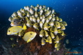 Bouquet of Sweetlips
Raja4Divers, West Papua, Indonesia
Canon EOS 5D Mark III 
Iso 200
F7.1
1/80
EF8-15mm f/4L Fisheye USM with Kenko adapter
SEACAM Housing 
SEACAM Flash (2 times)