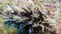 Bursatella Leachii on Doris Wreck