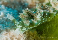 Lettuce Nudibranch take with Panasonic GH4 & Aquatica Housing in Cozumel, Mexico