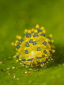 Stilliger Ornatus of Tulamben Indonesia