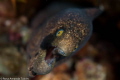 Eel from up close in the Aliwal Shoal Reef