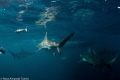 Black tip sharks in Aliwal Shoal